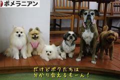 にほんブログ村 犬ブログ ポメラニアンへ