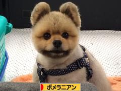 にほんブログ村 犬ブログ ポメラニアンへ