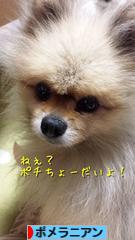 にほんブログ村 犬ブログ ポメラニアンへ