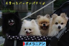 にほんブログ村 犬ブログ ポメラニアンへ