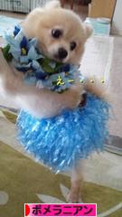 にほんブログ村 犬ブログ ポメラニアンへ