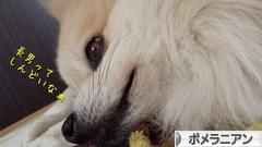にほんブログ村 犬ブログ ポメラニアンへ