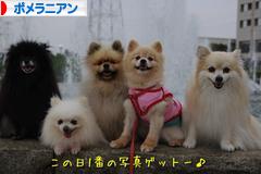 にほんブログ村 犬ブログ ポメラニアンへ