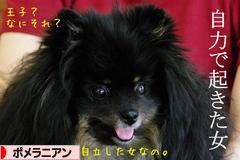 にほんブログ村 犬ブログ ポメラニアンへ