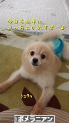 にほんブログ村 犬ブログ ポメラニアンへ