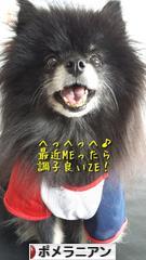 にほんブログ村 犬ブログ ポメラニアンへ