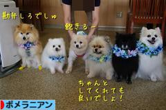 にほんブログ村 犬ブログ ポメラニアンへ