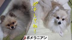 にほんブログ村 犬ブログ ポメラニアンへ