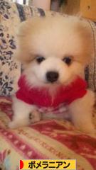 にほんブログ村 犬ブログ ポメラニアンへ