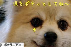 にほんブログ村 犬ブログ ポメラニアンへ