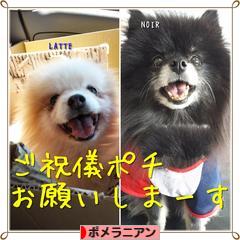 にほんブログ村 犬ブログ ポメラニアンへ