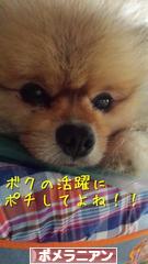にほんブログ村 犬ブログ ポメラニアンへ