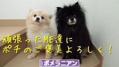 にほんブログ村 犬ブログ ポメラニアンへ