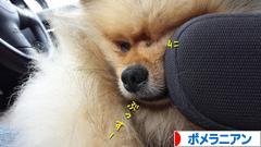 にほんブログ村 犬ブログ ポメラニアンへ