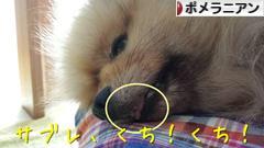 にほんブログ村 犬ブログ ポメラニアンへ
