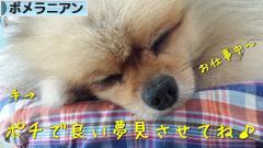 にほんブログ村 犬ブログ ポメラニアンへ