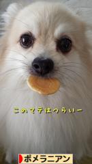 にほんブログ村 犬ブログ ポメラニアンへ