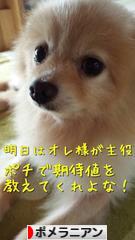 にほんブログ村 犬ブログ ポメラニアンへ