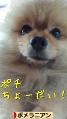 にほんブログ村 犬ブログ ポメラニアンへ
