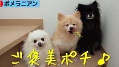 にほんブログ村 犬ブログ ポメラニアンへ