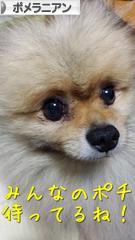 にほんブログ村 犬ブログ ポメラニアンへ