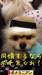 にほんブログ村 犬ブログ ポメラニアンへ