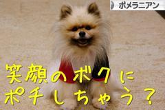 にほんブログ村 犬ブログ ポメラニアンへ