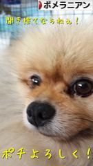 にほんブログ村 犬ブログ ポメラニアンへ