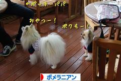 にほんブログ村 犬ブログ ポメラニアンへ