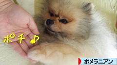 にほんブログ村 犬ブログ ポメラニアンへ