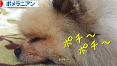 にほんブログ村 犬ブログ ポメラニアンへ