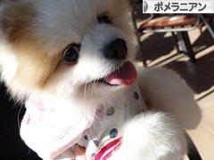 にほんブログ村 犬ブログ ポメラニアンへ