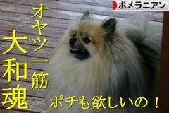 にほんブログ村 犬ブログ ポメラニアンへ