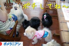 にほんブログ村 犬ブログ ポメラニアンへ