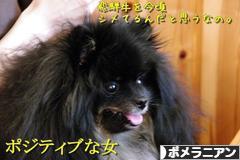 にほんブログ村 犬ブログ ポメラニアンへ