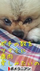 にほんブログ村 犬ブログ ポメラニアンへ