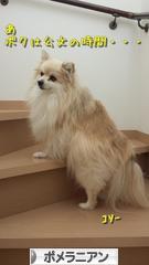 にほんブログ村 犬ブログ ポメラニアンへ