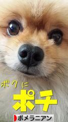にほんブログ村 犬ブログ ポメラニアンへ