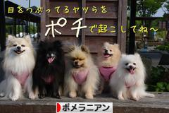 にほんブログ村 犬ブログ ポメラニアンへ