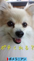 にほんブログ村 犬ブログ ポメラニアンへ