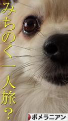 にほんブログ村 犬ブログ ポメラニアンへ
