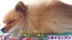 にほんブログ村 犬ブログ ポメラニアンへ