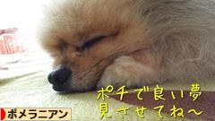 にほんブログ村 犬ブログ ポメラニアンへ