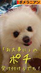 にほんブログ村 犬ブログ ポメラニアンへ