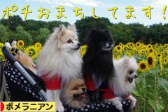 にほんブログ村 犬ブログ ポメラニアンへ