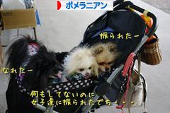 にほんブログ村 犬ブログ ポメラニアンへ
