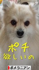 にほんブログ村 犬ブログ ポメラニアンへ