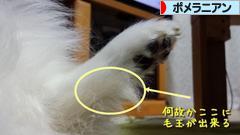 にほんブログ村 犬ブログ ポメラニアンへ