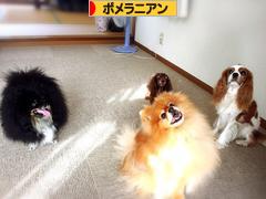 にほんブログ村 犬ブログ ポメラニアンへ