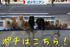 にほんブログ村 犬ブログ ポメラニアンへ